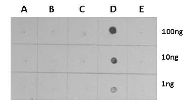 Anti-Histone H3K4me3 (Tri-methyl Lys4) antibody used in Dot blot (Dot). GTX128954